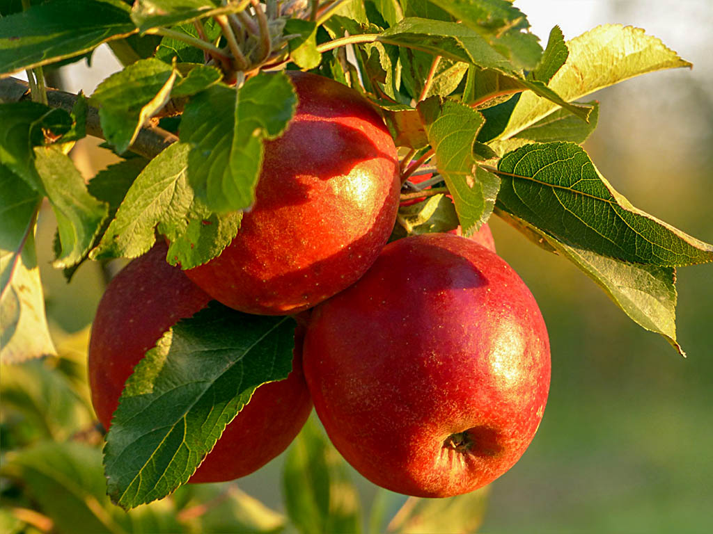 Rote Äpfel reifen an einem gepflegten Baum