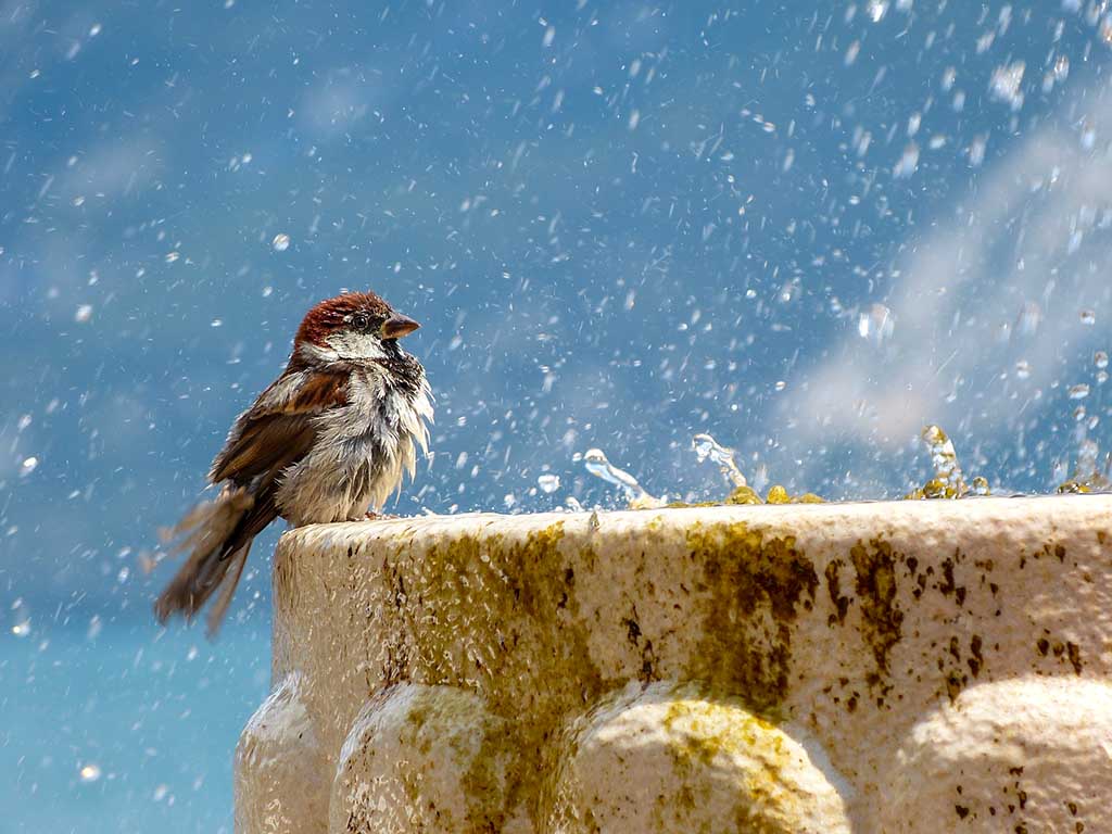 Kleiner Vogel badet in einem sauberen Brunnen