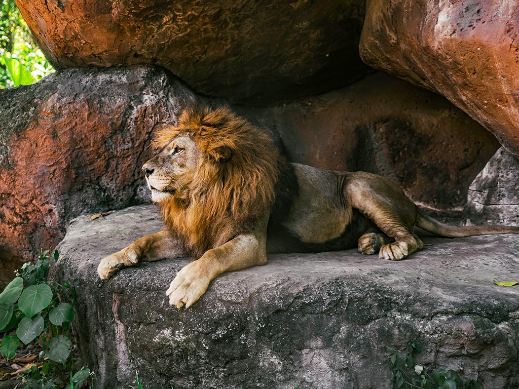 Ein Asiatischer Löwe auf einem Felsen