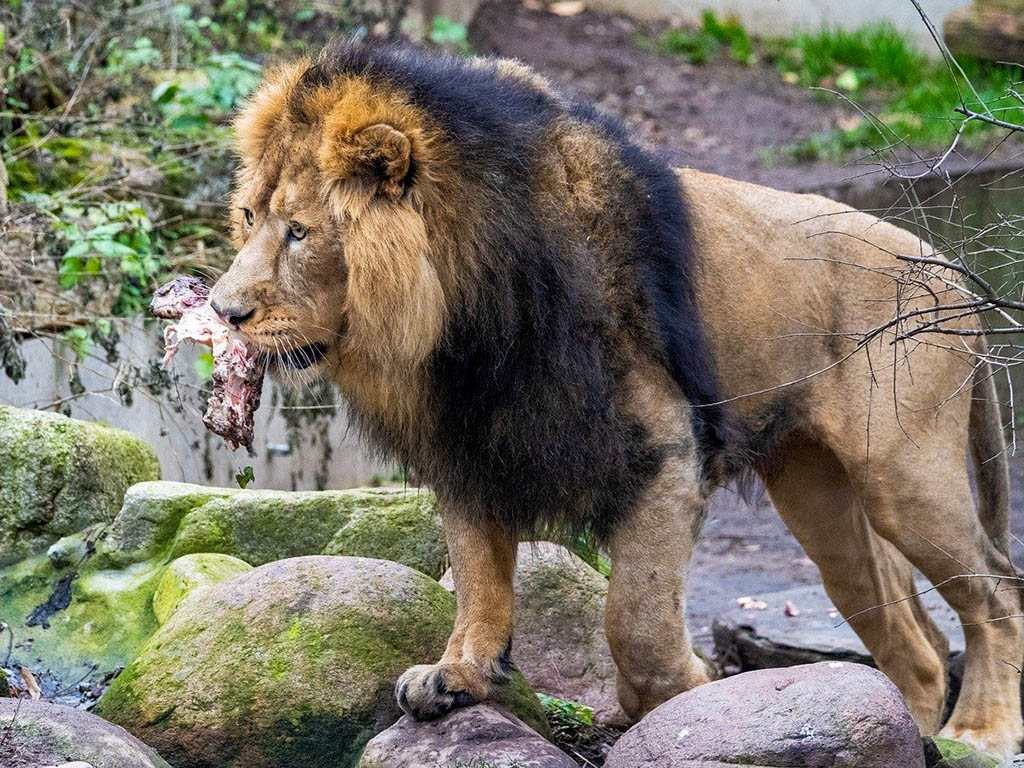 Asiatischer Löwe